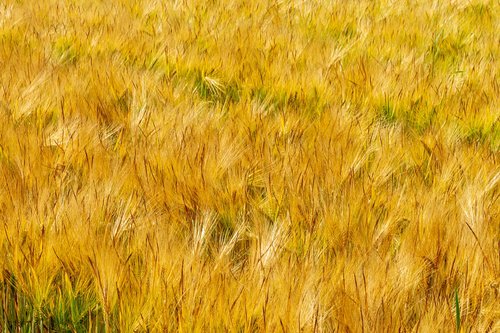 fields  barley  thanksgiving