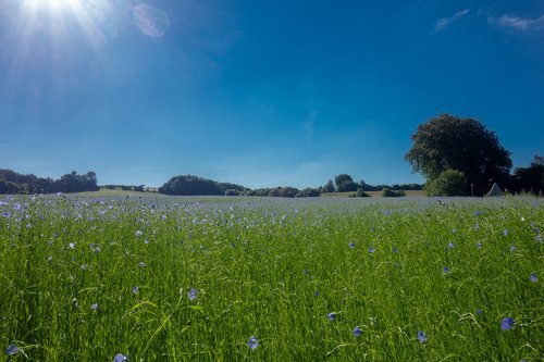 fields  lin  normandy