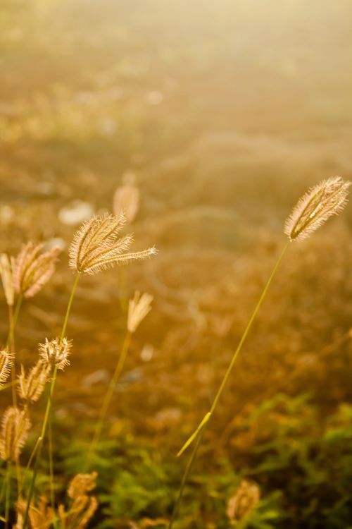 fields grass golden