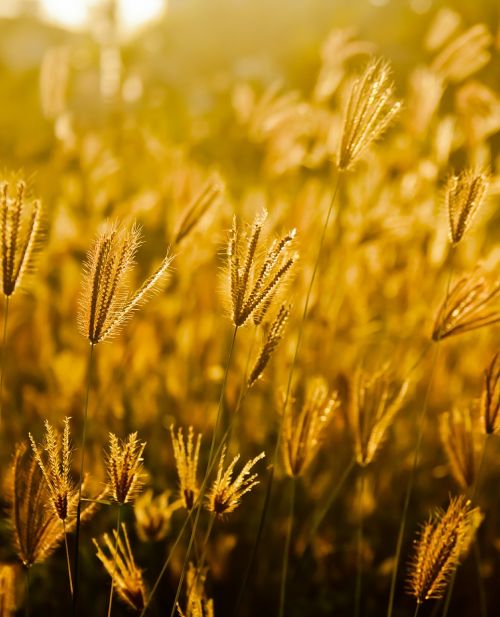 fields grass golden