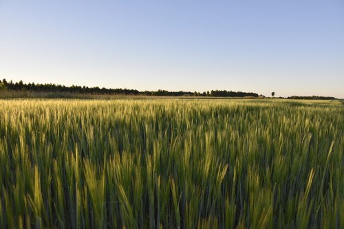 fields  landscape  nature