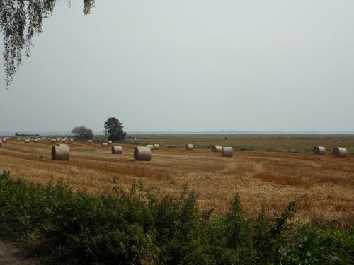 fields hay straw bales