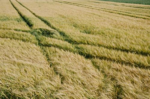 fields grass tracks