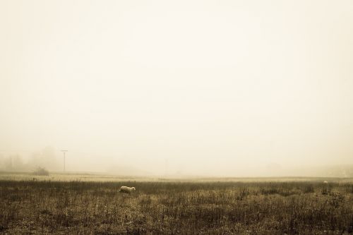 fields grass rural