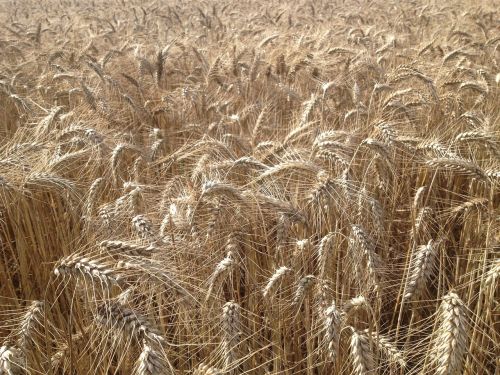 fields wheat cereals