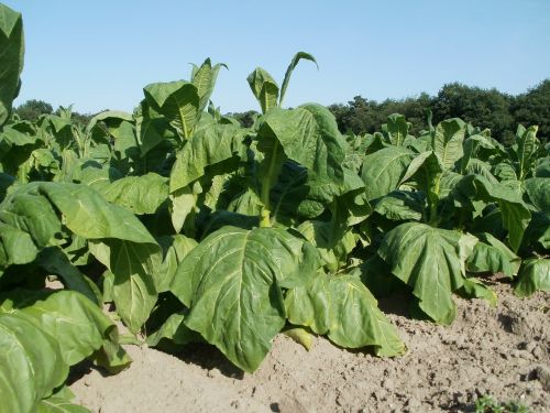 fields tobacco leaf