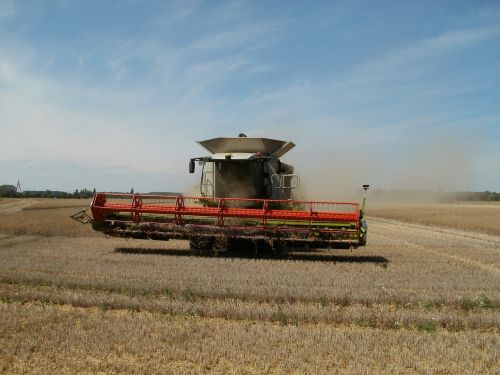 fields harvest grain