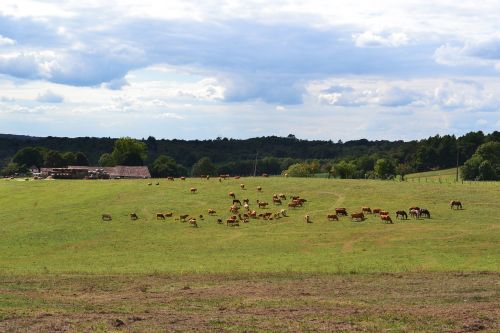 fields herd cows