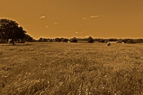 fields wheat soledad