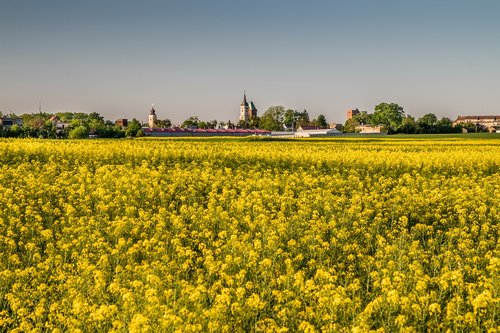fields of blooming rapeseed  yellow fields  village