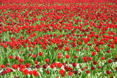 fields of tulips red  culture floral  tulips
