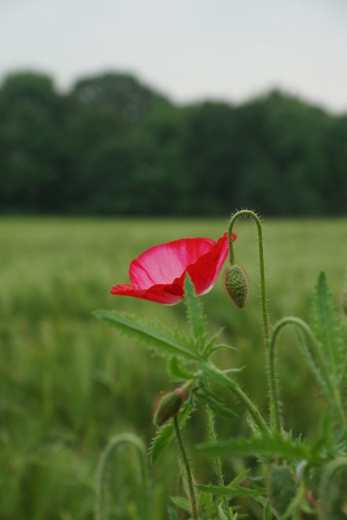 fields poppies early summer wheat field