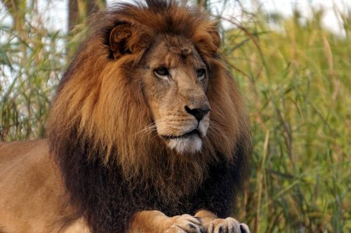 fiera king leon