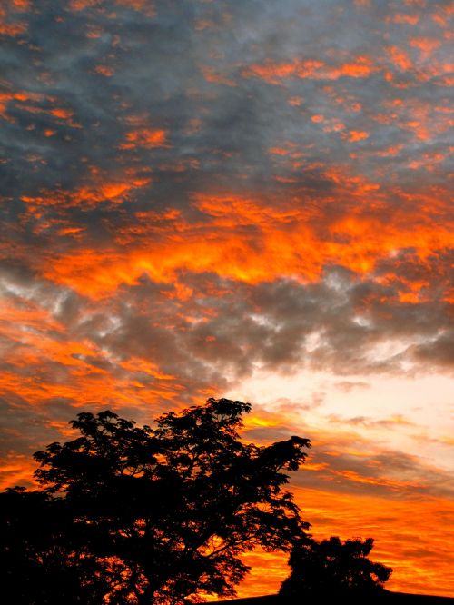 Fiery Cloud Above Seringa Tree