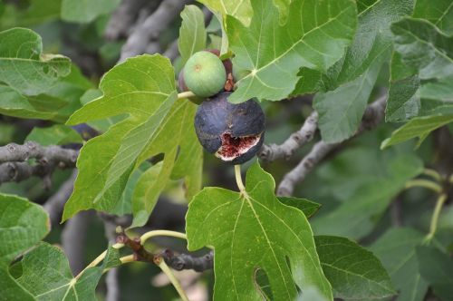 fig figs basilicata
