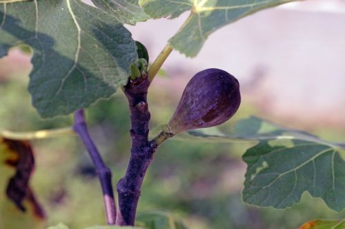 fig fruit purple