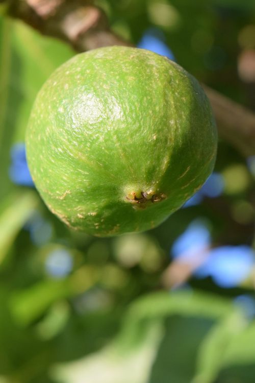 fig immature green