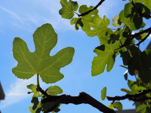 fig leaf nature