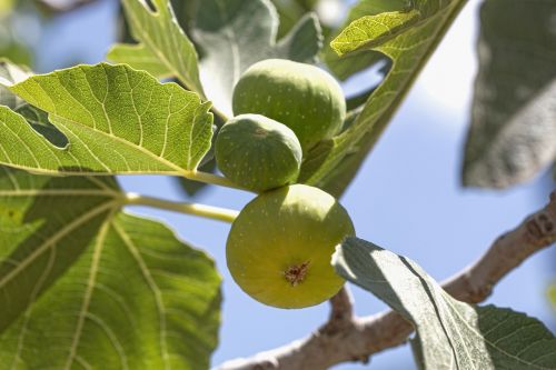 fig tree fruit