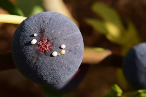 fig blue ripe