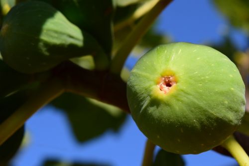 fig fig tree real coward