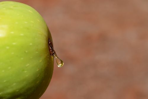 fig close fruit