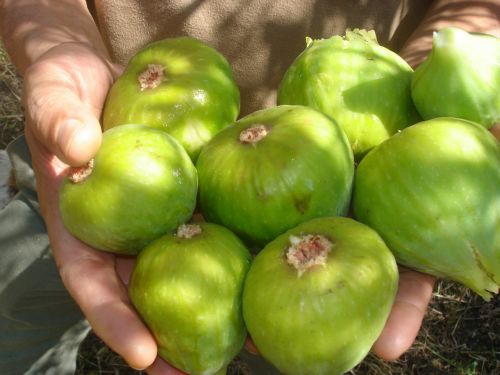 fig ouazzane fruit