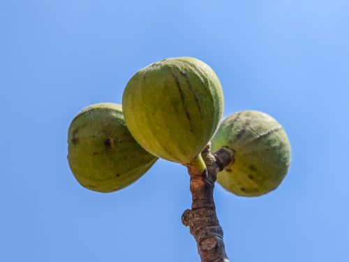 fig fruit tree