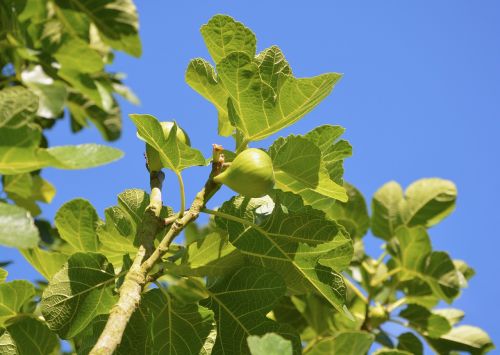 fig fig tree fruit