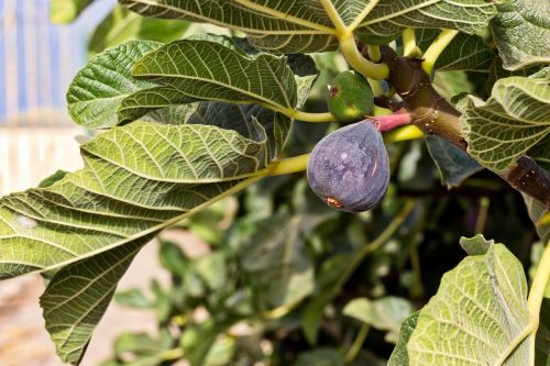 fig fig tree fruit