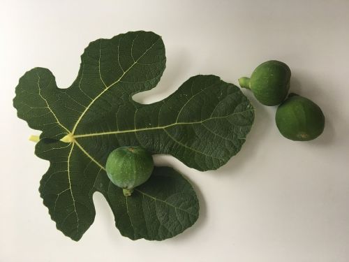 fig green fig leaf