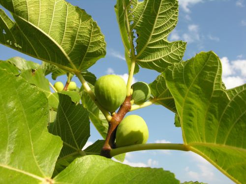fig plant fruit
