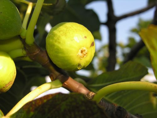 fig fruit sweet