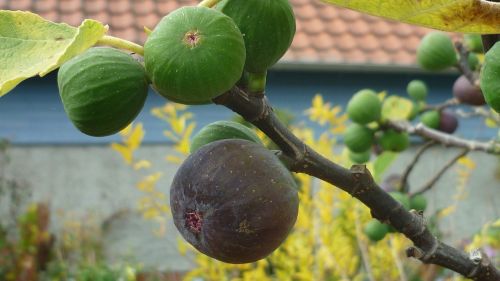 fig fruit blue brown