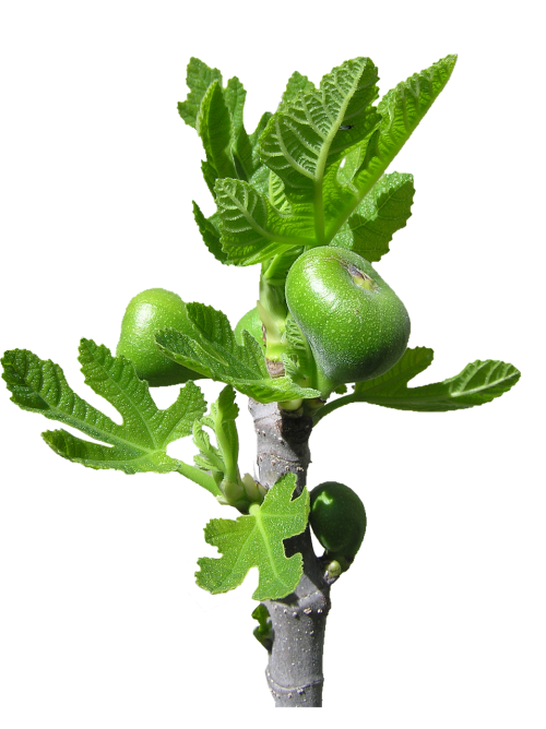 fig buds fruit