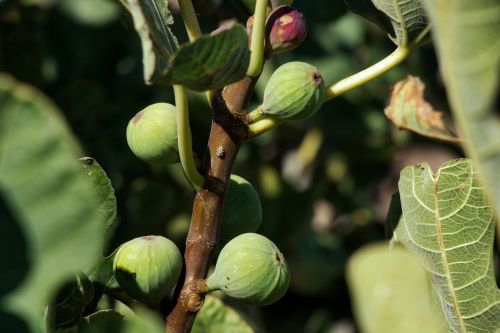 fig eating fruit