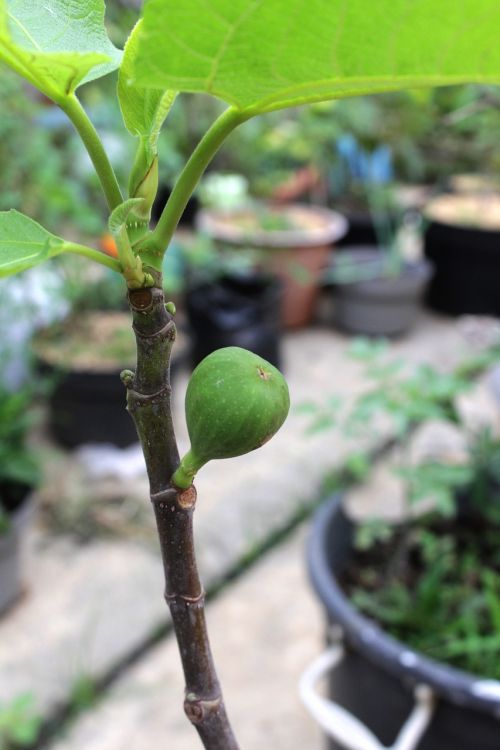 fig fruit ara