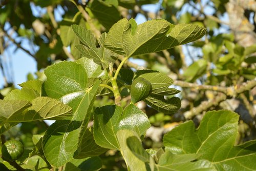 fig  tree fig tree  green fruit