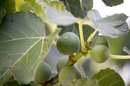 fig  food  tree