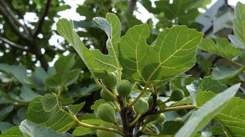 fig  tree  nature