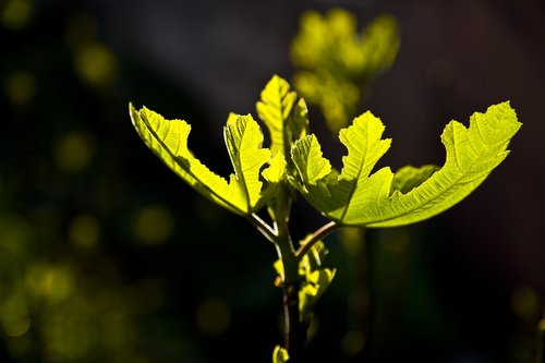 fig  leaves  light