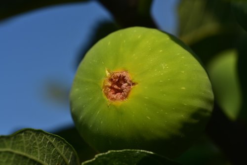 fig  green  fruit