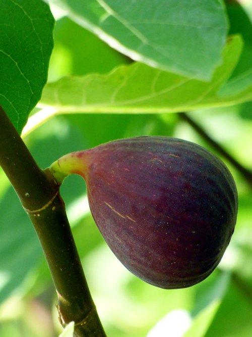 fig  fruit  food