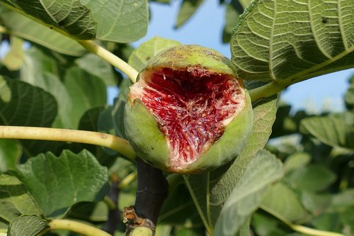 fig  ficus carica  fruit