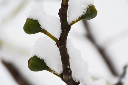 fig  winter  snow