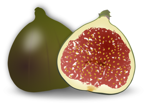 fig fruit ficus