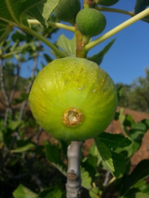 fig fruit food