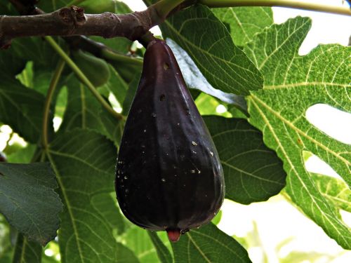 fig fruit mature