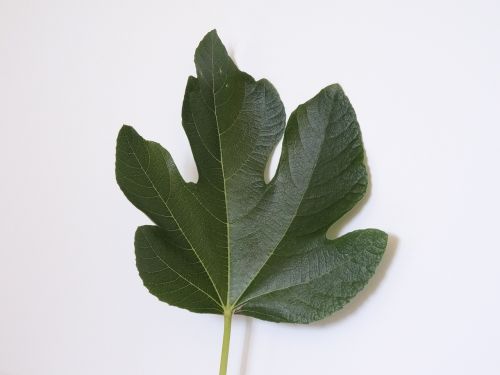 fig plant health