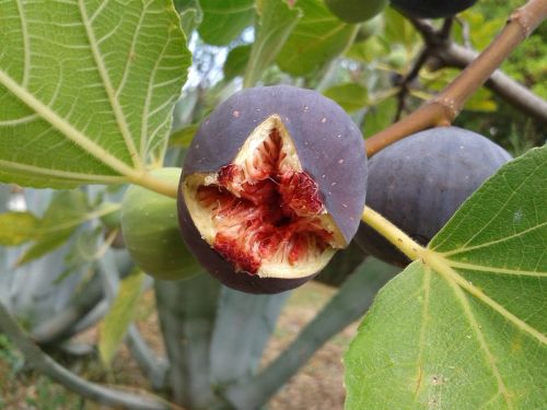 fig fruit real coward